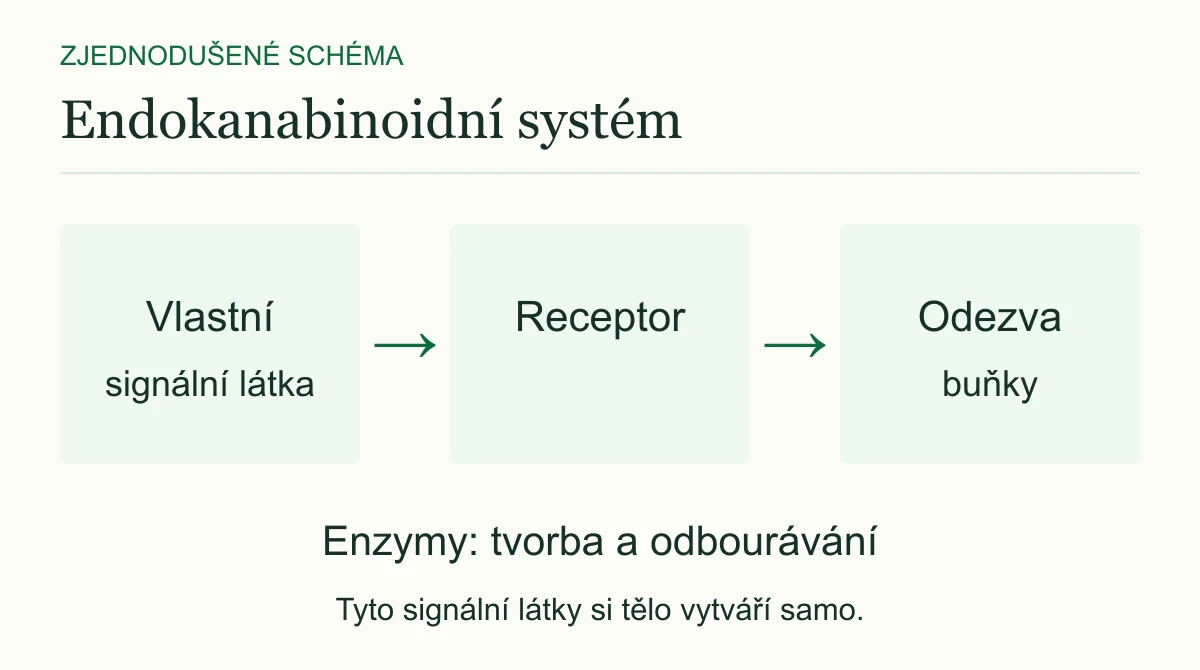 Zjednodušené schéma: vlastní signální látka těla se váže na receptor a podílí se na odezvě buňky. Enzymy se účastní tvorby a odbourávání signálních látek.