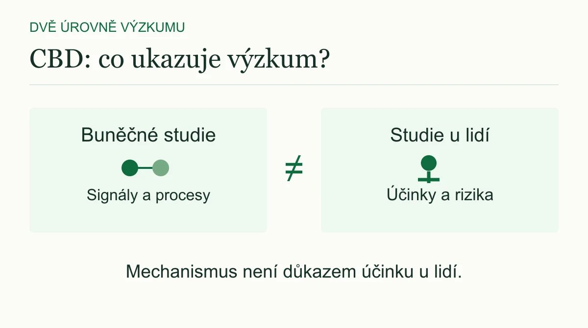 Buněčné studie a studie u lidí zkoumají odlišné otázky. Pozorovaný mechanismus sám o sobě neprokazuje účinek u člověka.